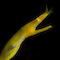 Ribbon Eel